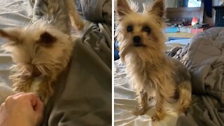 Playful Yorkie is obsessed with his favorite squeaky toy