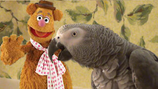 Comedian parrot loves to imitate Fozzie Bear of Muppets fame