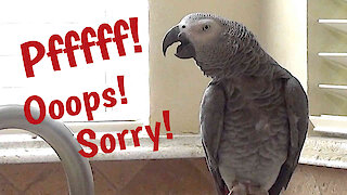 Listen to this parrot makes flatulence sounds and apologize afterwards