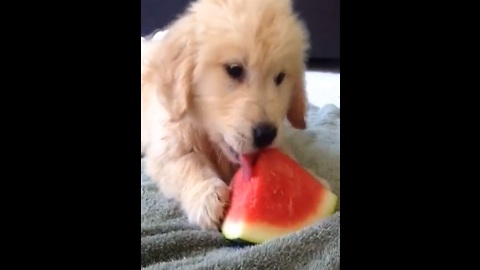 Puppy chows down on new favorite snack