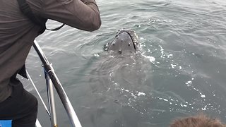 Amazing Encounter With Friendly Humpback Whale