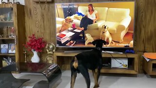 Doberman reacting to dogs howling on TV