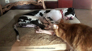 Curious cat checks on snoring Great Dane puppy