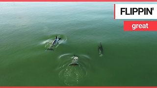 Stunning drone footage shows dolphins playing off the British coast