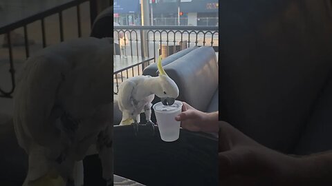 Spotted: Parrot Enjoying Drinks on the Town in LA🕺