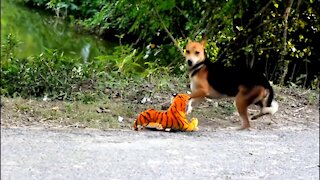 Prank Dog and Fake Tiger