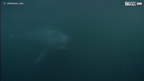 Tubarão-frade filmado em Gairloch na Escócia
