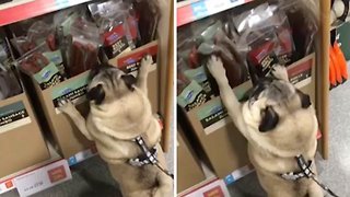 Oh My Puggness! Hungry Pug Tries To Snatch Food From Supermarket Shelf