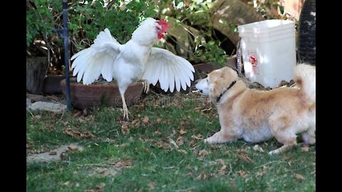 Funny Dog and Chicken Fight Video - Chicken vs Dog fight compilation