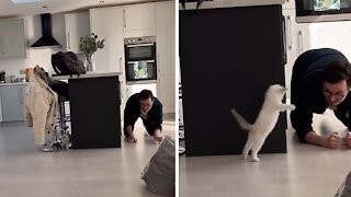 Kitten adorably pounces on owner in game of hide-and-seek