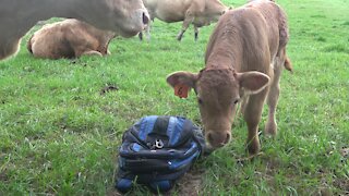 Curious newborn calf examines a backpack in the meadow