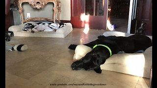 Great Dane and puppy enjoy relaxing nap time together