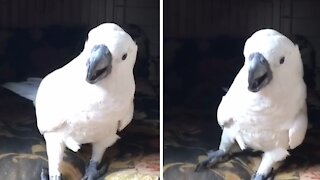 Cockatoo thinks she's a dog, softens bed for bloodhound