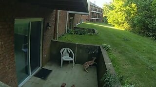 Police officer rescues trapped fawn