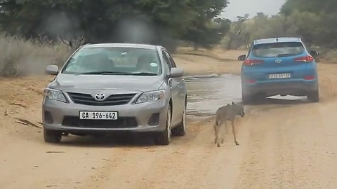 Baby Wildebeest Chased This Couple's Car, Thinking It Was Its Mom