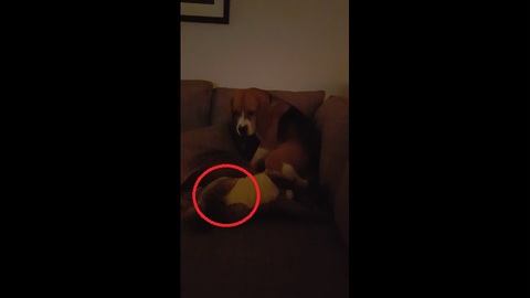 Fussy beagle takes his sweet time getting comfortable