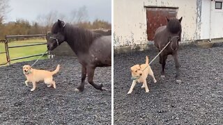 Labrador pup preciously walks horse friend on a leash