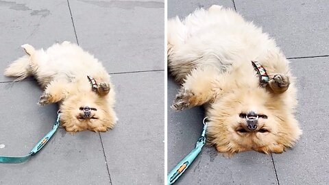 Lazy pup decides to nap in the middle of a sidewalk