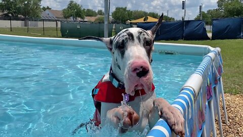 Great Dane stands in the pool to chill out