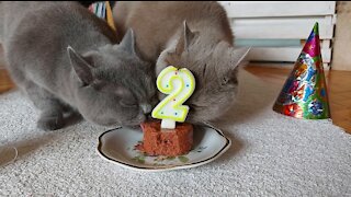 British shorthair cats celebrate 2nd birthday in style