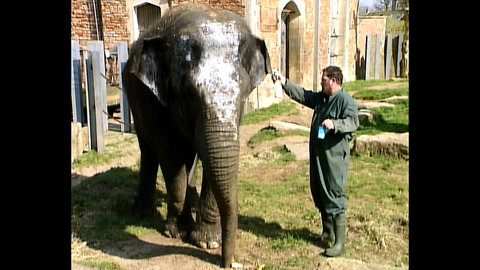 Elephant Uses Moisturizer