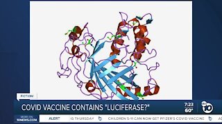 Fact or Fiction: COVID vaccine contains luciferase?
