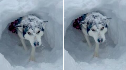 Dogs completely take over kid's snow fort