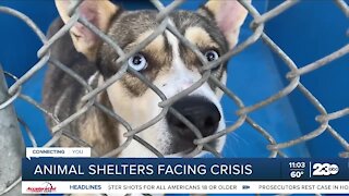Animal shelters facing crisis with overcrowded kennels