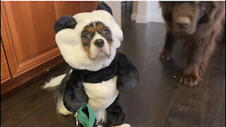 Cavalier Puppy Rejects Mom’s Halloween Costume Attempt