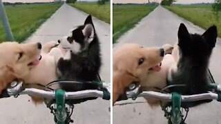Adorable puppies really enjoy their first biking experience