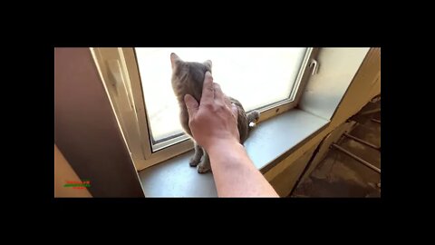 Farm Cat loves to get attention #Cat #cat_lovers