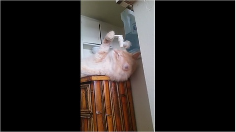 Genius cat drinks casually from water cooler