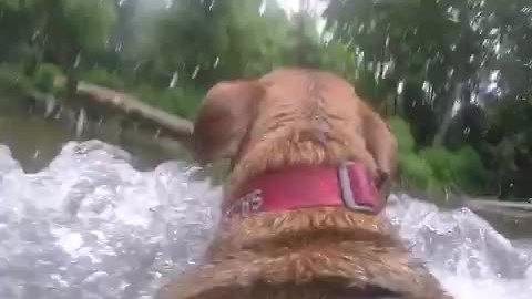 GoPro perspective: Dog fetches stick from river