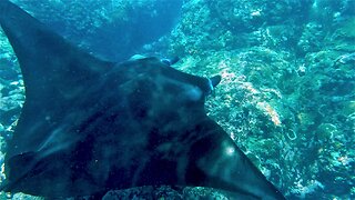 Curious giant manta ray repeatedly circles scuba diver