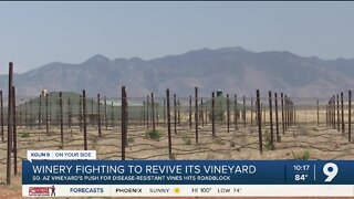 Southern Arizona winery fighting to revive its vineyard