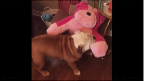 Bulldog opens gift, immediately falls in love