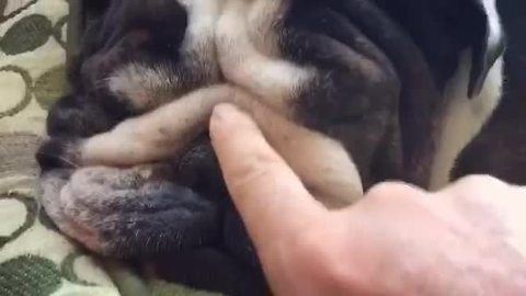 Bulldog's face is the definition of squishy