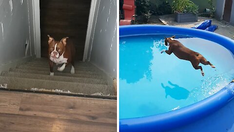 Dog hears the magic word, sprints from the basement to jump in pool