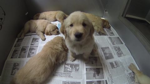 Picking out a Golden Retriever puppy is hard work!