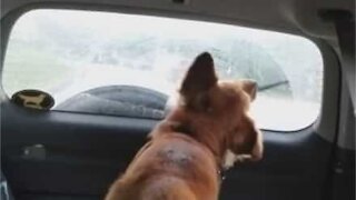 Dog tries to bite windshield wiper