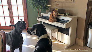 Funny Great Danes Sing and Play Along With Piano Cat