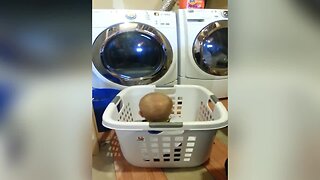 Baby Pretends to be Laundry