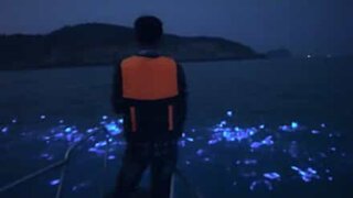 Uno spettacolo di luci nel mare della Cina