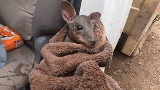 Fireman saves baby joey from Australian wildfires