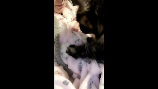 Cute kitty gives owner gentle loving massage