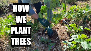 How We Plant Trees
