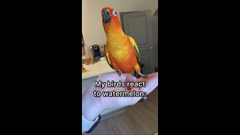Two birds try watermelon for the first time