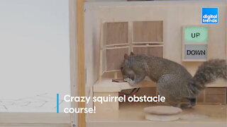 Obstacle course for squirrels