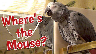 Talking parrot wants to know "where's the mouse"