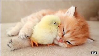 Kitten sleeps sweetly with chicken 🐥
